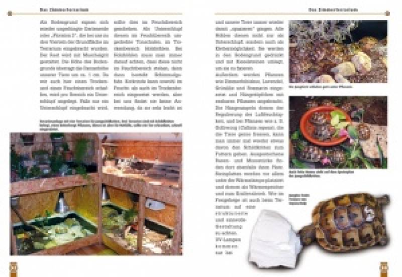 Preview: Die Iberische Landschildkröte